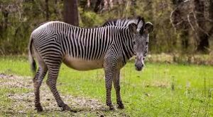 Grevy's Zebra