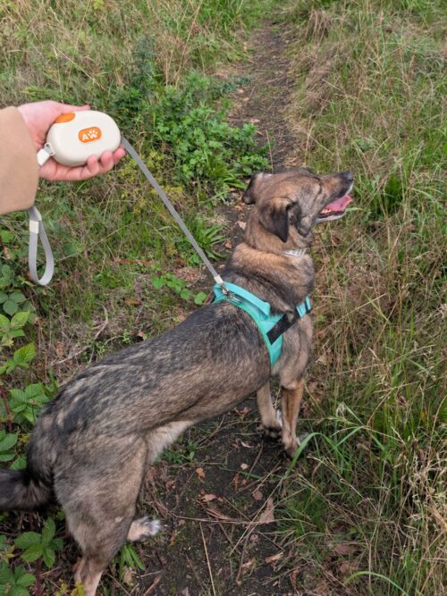Paw Pet Leash - Pocket Pod - White - 1.5m